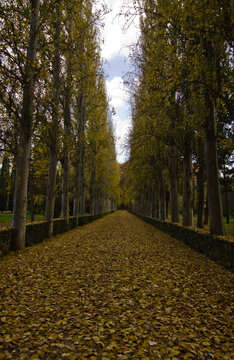 Treelined footpath in park in autumn, Aranjuez, Madrid, Spain