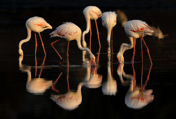 Dramatic reflection of Greater Flamingos feeding at Tubli bay in the morning, Bahrain