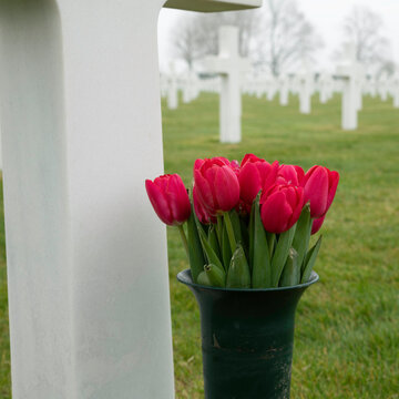 red tulips in a cemetery as a tribute