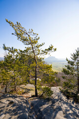 Kiefer am Malerweg auf dem Rauenstein 2