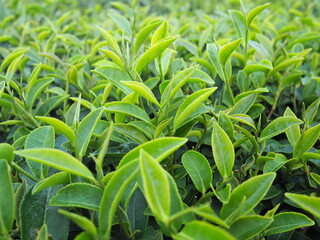 Fresh green tea leaves with morning dew at an organic tea farm in the mountains of northern Thailand. Camellia sinensis is a plant whose leaves and young shoots are used to make Chinese tea or cooking