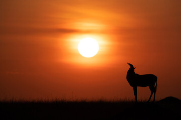 Silhouette of Topi and dramatic sun in the morning at Masai Mara, Kenya