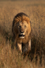 A Lion walking during morning hours in Savanah, Masai Mara, Kenya