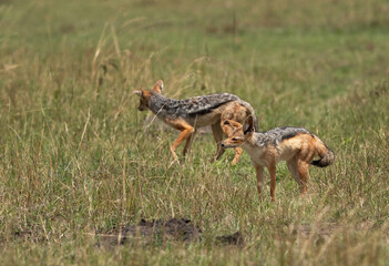 A pair of black backed Jackal in the savannah grassland, Masai mara, Kenya