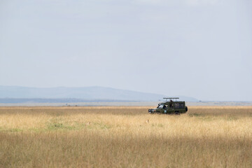 Tourists watching a pair of cheetah stalking its prey by hiding in tall grasses at Masai Mara National Reserve, Kenya