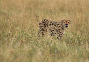 Closeup  of a Cheetah walking in the mid of tall grasses, Masai Mara