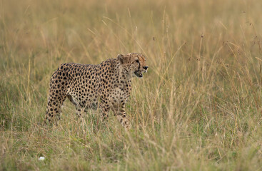 Cheetah walking in the mid of tall grasses, Masai Mara