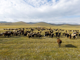 The flock of sheep in front of the shepherd's yurts.