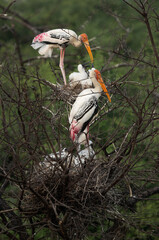 Painted storks with chick perched on tree near its nest at Keoladeo Ghana National Park, Bharatpur, India