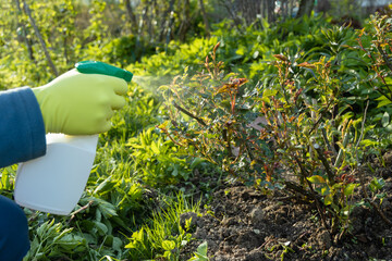 Treatment of roses from pests, aphids and fungi. Remedy for roses from diseases and pests.