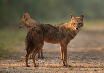 Portrait of a Golden jackal in the morning hours at Keoladeo Ghana National Park, Bharatpur, India