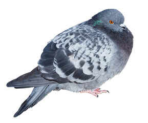 Feral gray pigeon isolated on transparent background