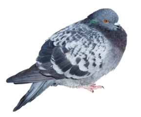 Feral gray pigeon isolated on transparent background