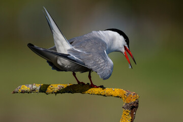Sterna hirundo - Turkish name perched on a tree branch in a wetland; tern bird