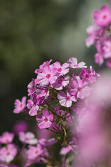 Purple flowers of phlox paniculata. Flowering branch of purple phlox on a blurred background. Soft selective focus. Artistic photo of flowers. Close up macro. Vertical image