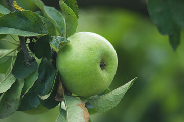 Golden Delicious Apple. Fresh green juicy apple on a fruit tree in the organic garden. Shallow depth of field. Closeup
