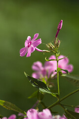 Purple flowers of phlox paniculata. Flowering branch of purple phlox in the garden on a blurred background of lush greenery. Artistic photo of flowers. Closeup macro. Vertical image