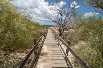 Fototapeta na wymiar Wooden boardwalk path over sandy beach with bushes, blue sky, implying journey or destination.
