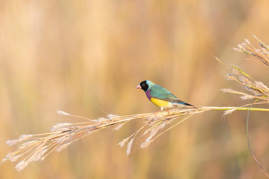 A black-faced male gouldian finch perched on a stem of grass