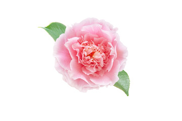 Pale pink camellia japonica peony form flower with green leaves isolated transparent png. Japanese...