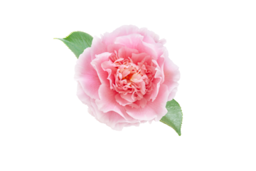 Pale pink camellia japonica peony form flower with green leaves isolated transparent png. Japanese tsubaki.