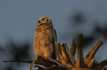Rise and shine for this great horned owlet