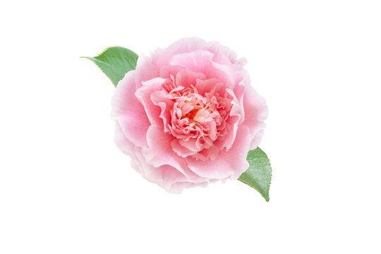 Pale pink camellia japonica peony form flower with green leaves isolated transparent png. Japanese tsubaki.