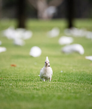 Corella holding gum nut on sporting field