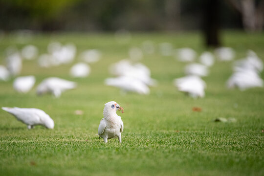 Corella holding leaf in its beak on sporting field