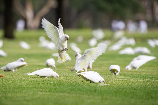Corellas fight on sporting field