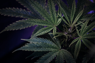 Medicinal cannabis leaves on dark background. Marihuana close up.