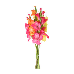 Bouquet of gladiolus flowers isolated on transparent background