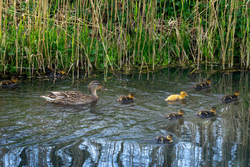 duck and ducklings
