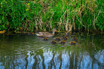 Duck with pups