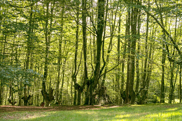 Beech forest in a sunny day.