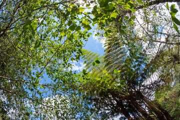 tree in the sky