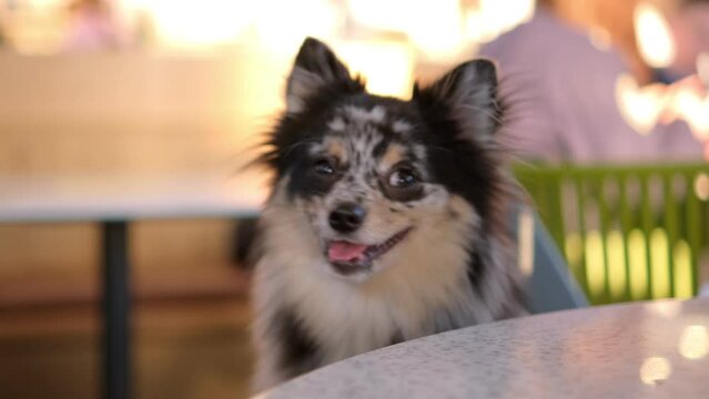 A happy dog sits at a table in a food zone in a mall. Human and animal friendship concept 4K