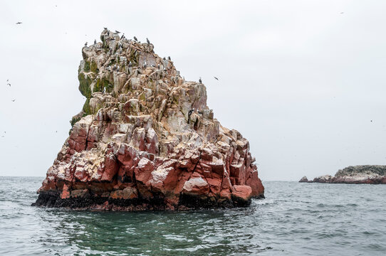 Close-up of birds flying around and nesting on coastal rocks, Islas Ballestas, Paracas National Park, Pisco Province, Ica Region, Peru