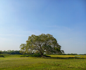 A single old banyan tree in a field under a blue sky