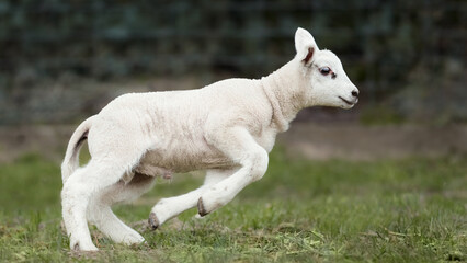 White lamb runs in the meadow © erwin