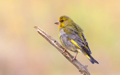 European Greenfinch, Chloris chloris. A bird sits on a dry branch