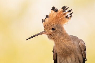 Eurasian hoopoe, Upupa epops. Close-up of the bird