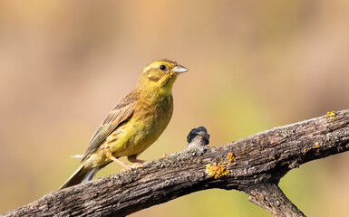 Obraz premium Yellowhammer, Emberiza citrinella. A bird sits on a branch