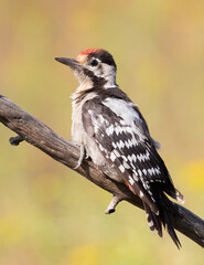 Syrian woodpecker, Dendrocopos syriacus. A young bird sits on a branch