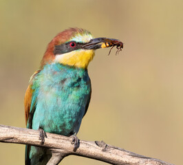 Obraz premium European bee-eater, Merops apiaster. A bird holds a prey in its beak. Close-up