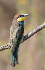 European bee-eater, Merops apiaster. A young bird sits on a branch against a beautiful background