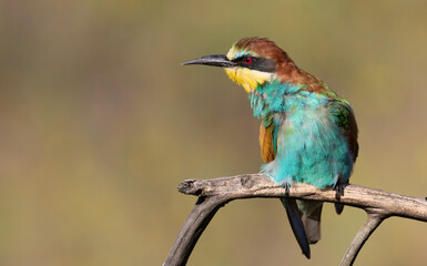 European bee-eater, Merops apiaster. A bird sits on a branch curving to the side