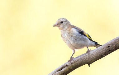 European goldfinch, Carduelis carduelis. A bird sits on a branch against a beautiful background