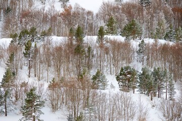 Snow capped forest in the Pyrenees