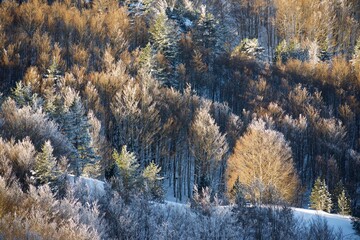 Fototapeta Snow capped forest in the Pyrenees obraz